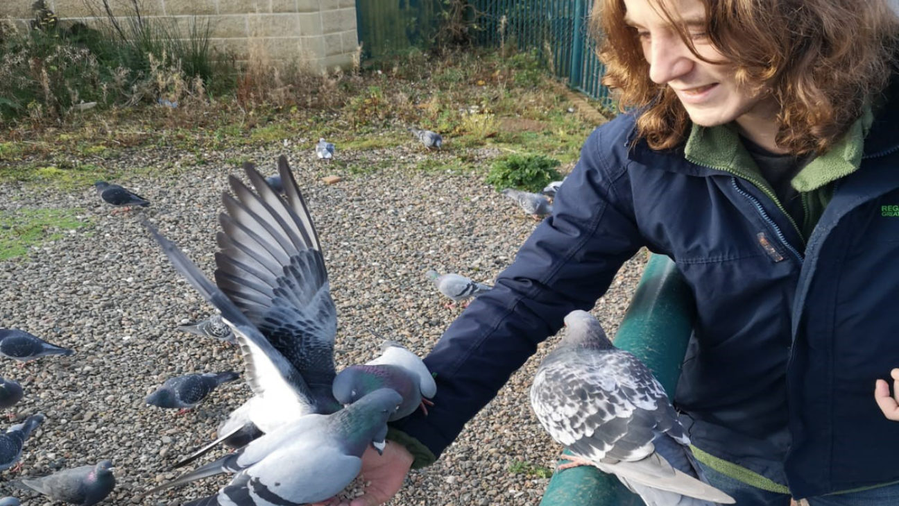 Caloan Feeding Birds Had